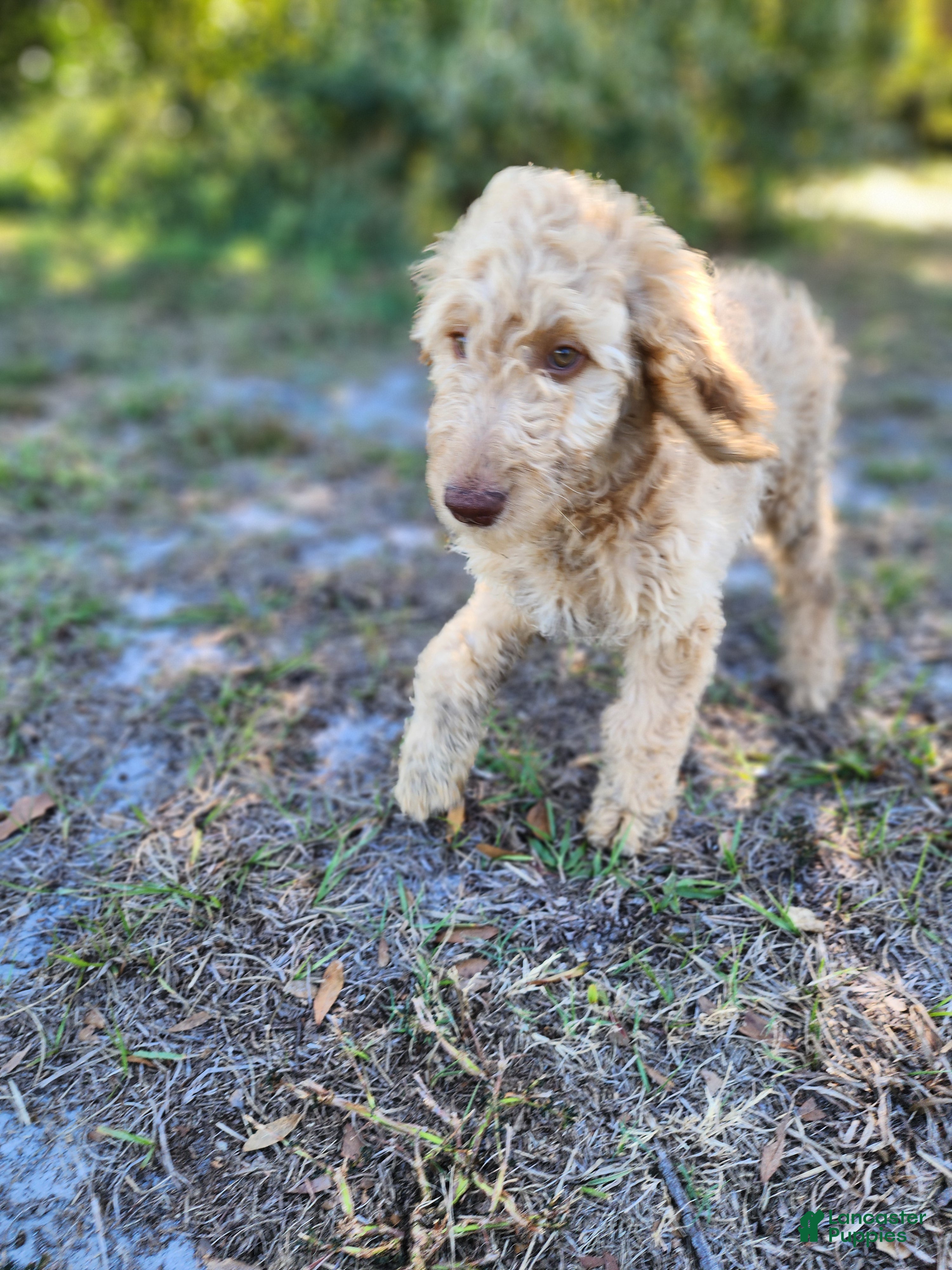 Goldendoodle dogs Nes - Ad 21