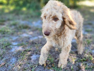 Goldendoodle dogs Nes - Ad 21