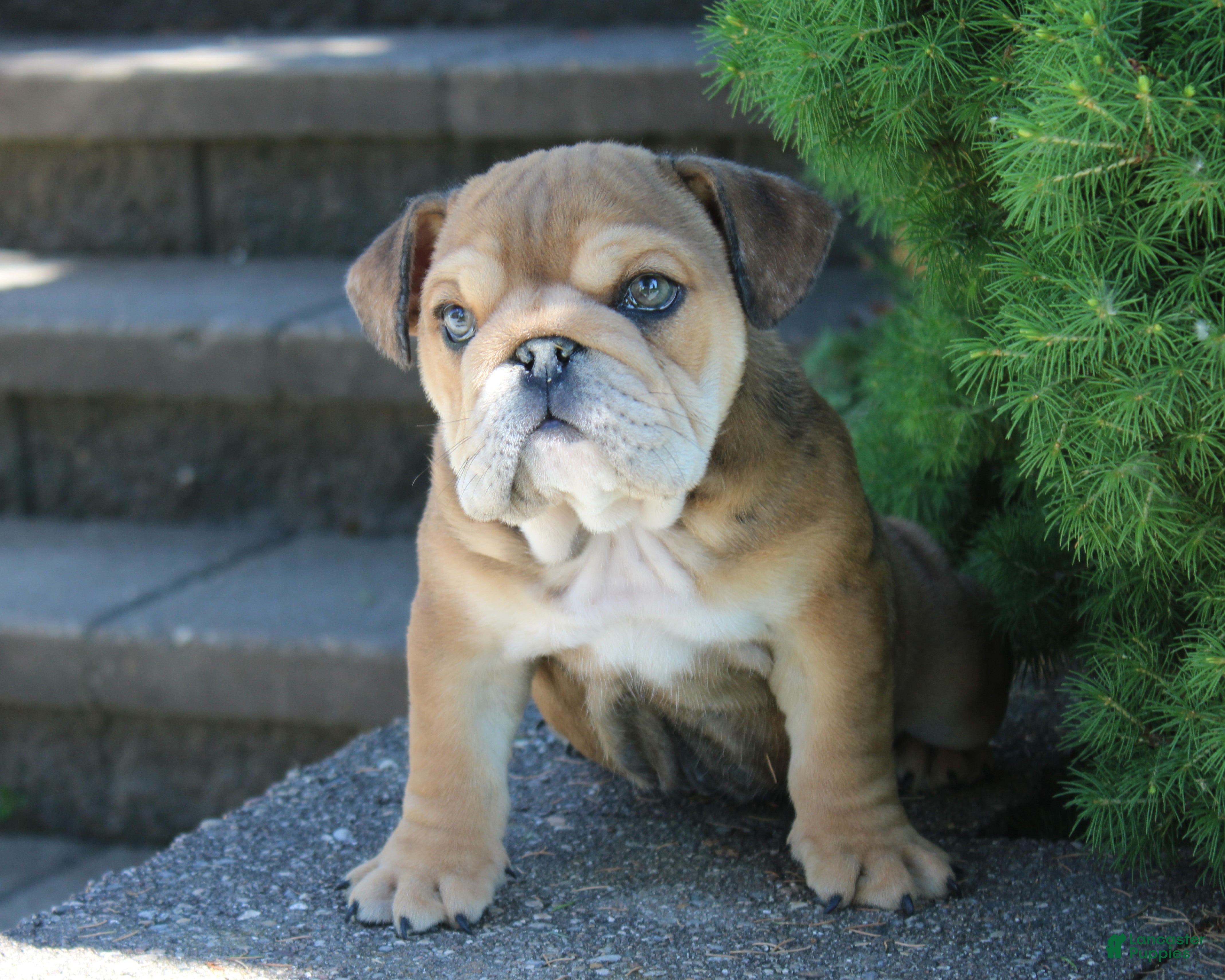 English Bulldog dogs Zeus - Ad 1