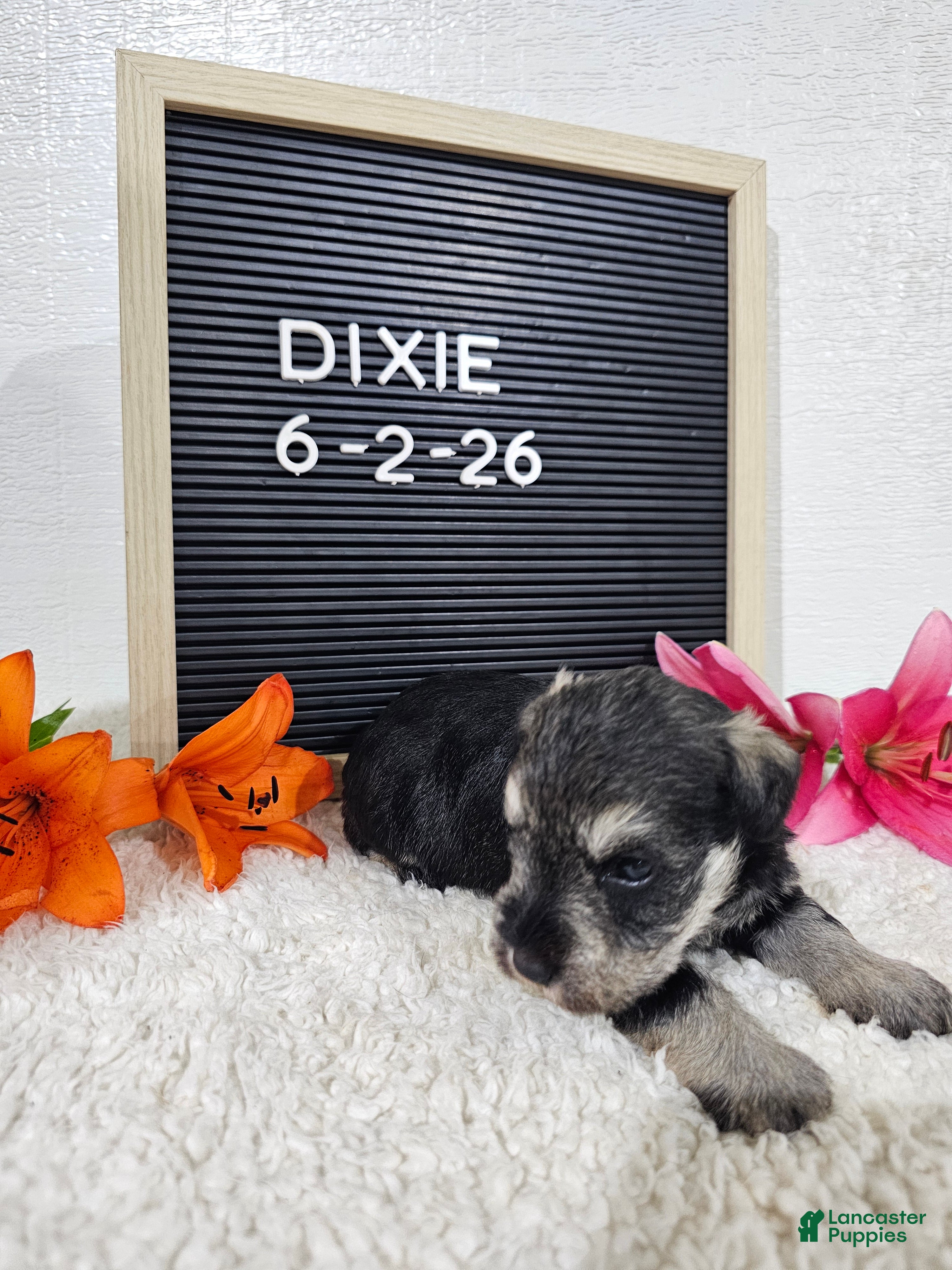 Miniature Schnauzer dogs Dixie - Ad 2