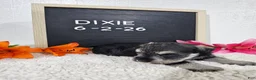 Miniature Schnauzer dogs for sale: Dixie - Ad 2