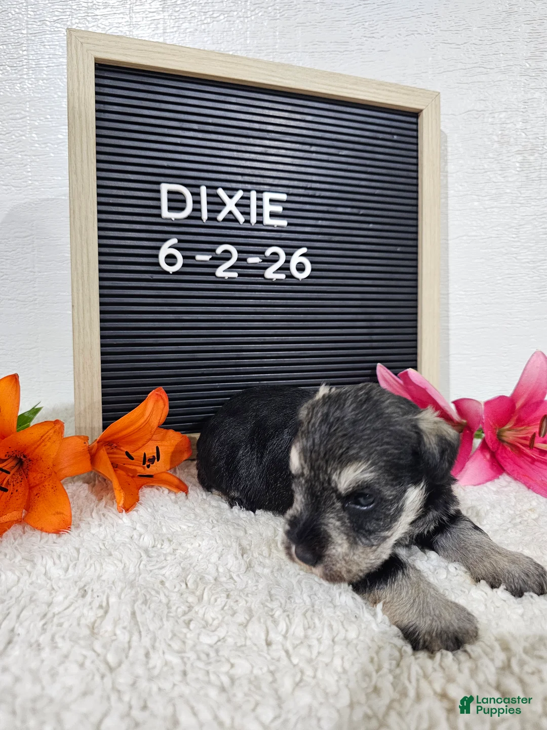 Miniature Schnauzer dogs for sale: Dixie - Ad 2