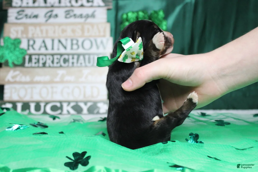 Bernese Mountain Dog dogs for sale: Brutus  - Ad 5