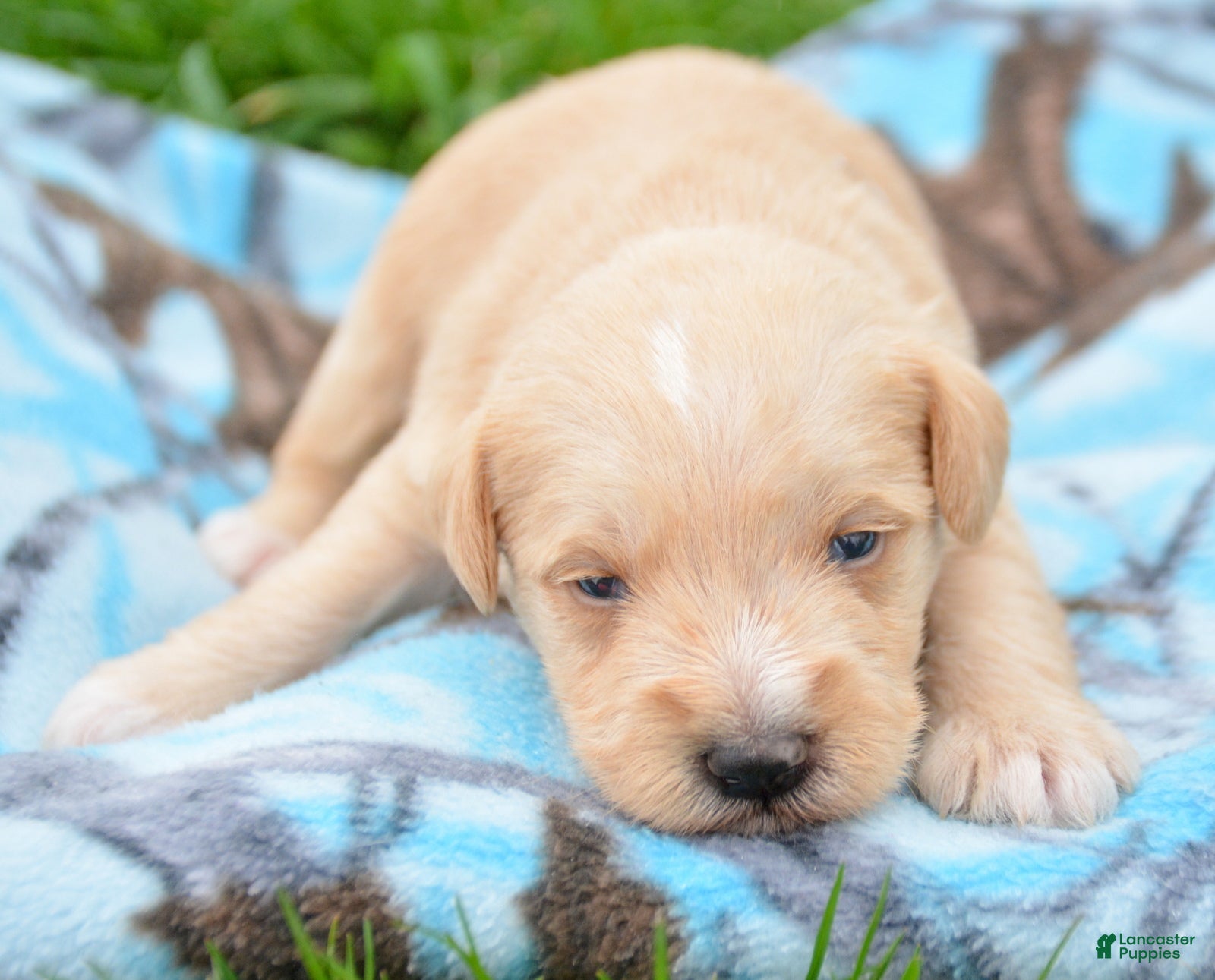 Miniature Schnauzer dogs Miniature Schnauzer Micky - Ad 22