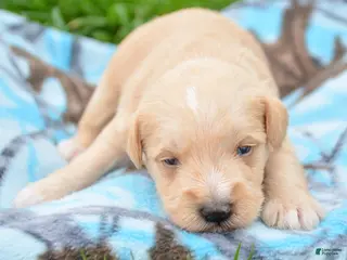 Miniature Schnauzer dogs Miniature Schnauzer Micky - Ad 22