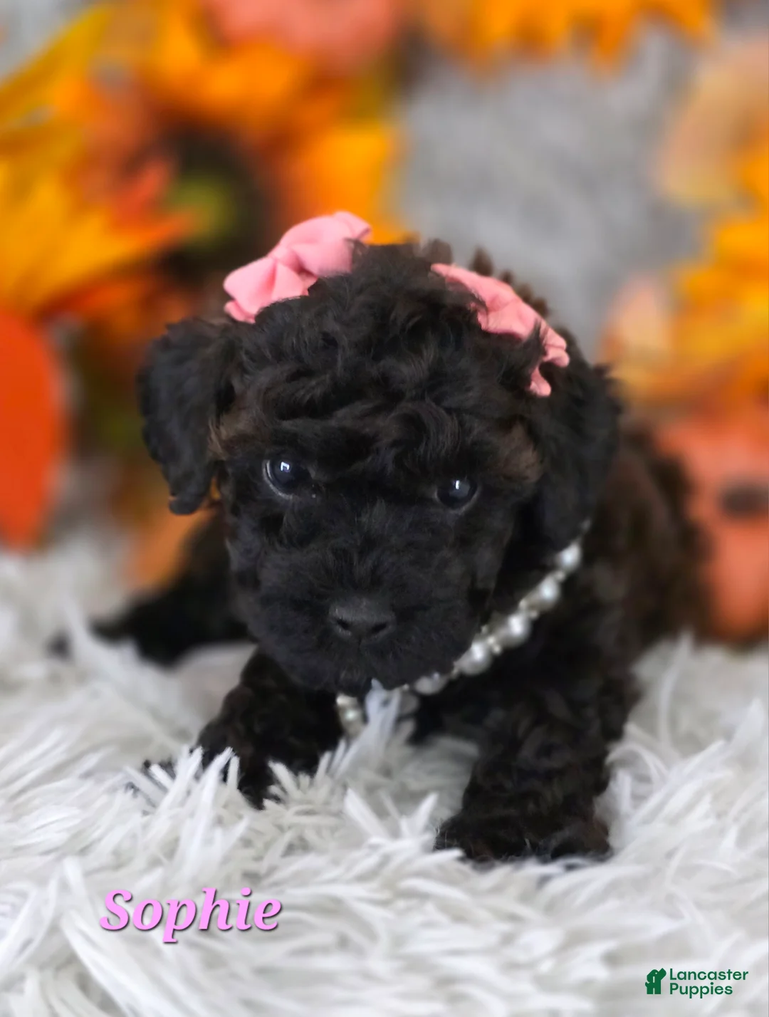 Toy Poodle dogs for sale: Sophie - Ad 1