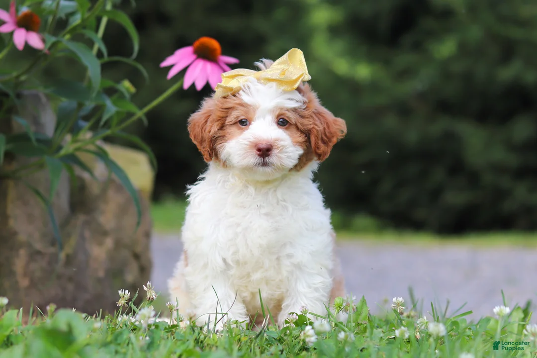 Mini Bernedoodle dogs for sale: Rain - Ad 1