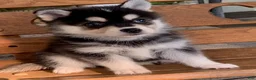 Alaskan Klee Kai dogs for sale: Shadow - Toy Size Mini Husky Boy - Ad 6