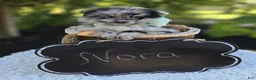 Pomeranian dogs for sale: Nora - Ad 4