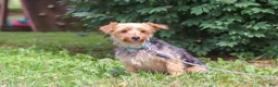 Yorkiepoo dogs for sale: Lexi - Ad 6