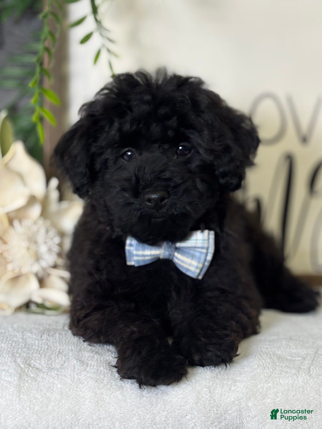 Toy Poodle dogs for sale: Smacker - Ad 10