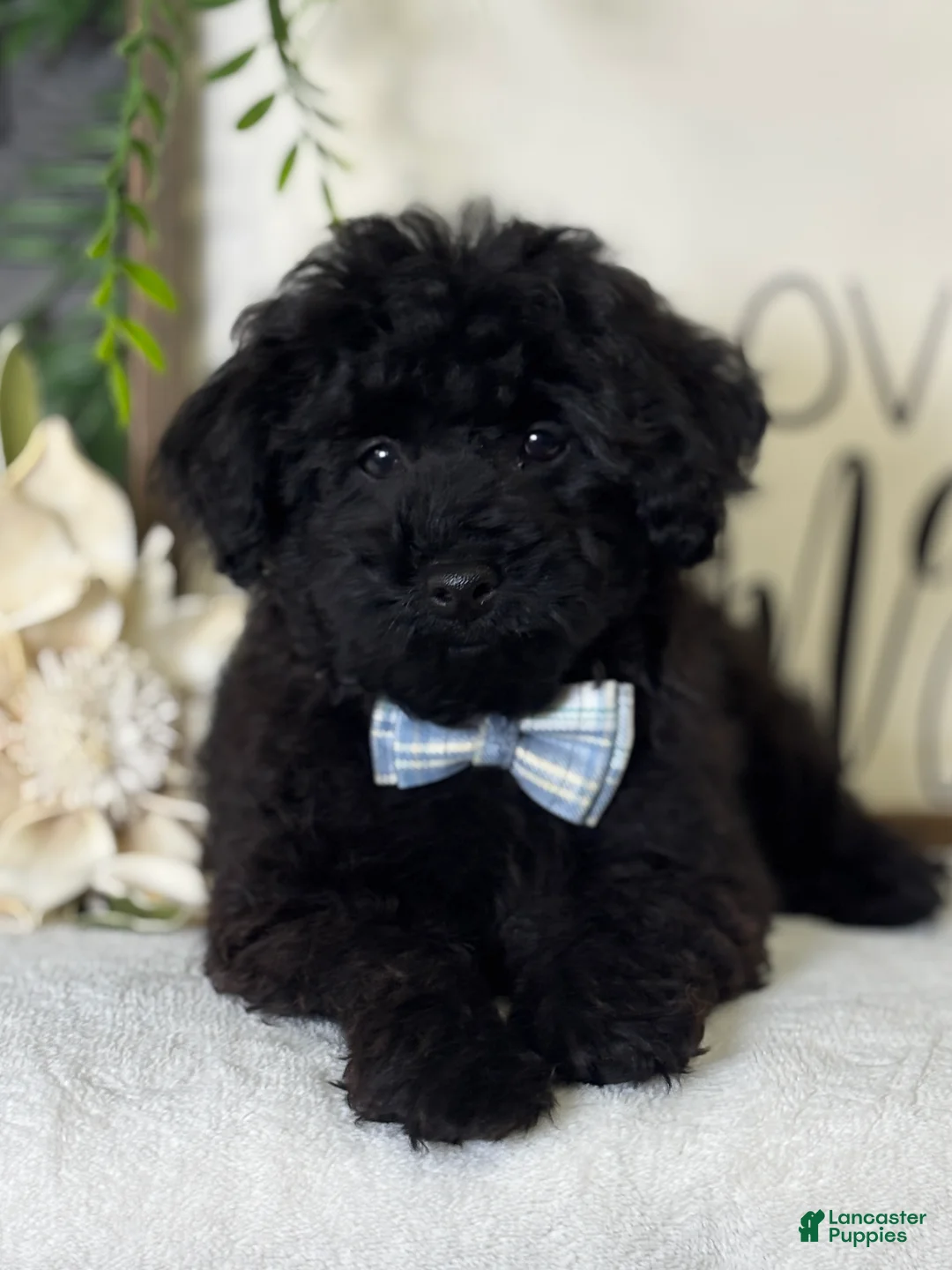 Toy Poodle dogs for sale: Smacker - Ad 19