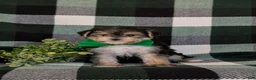 Morkie dogs for sale: Randall 6 lbs Full Grown - Ad 2