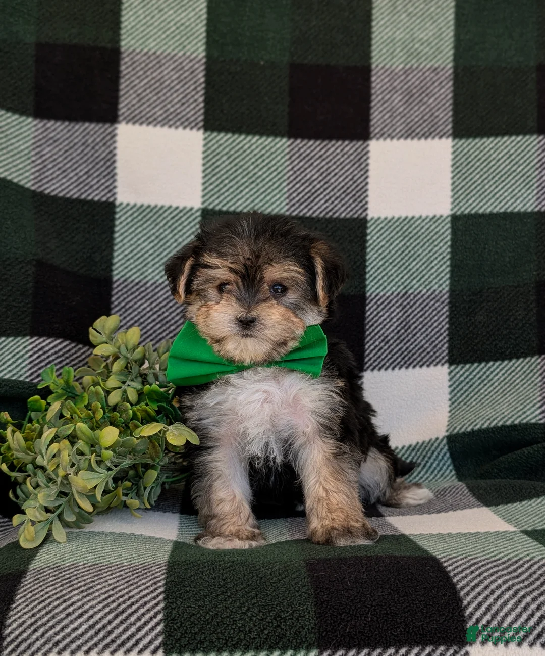 Morkie dogs for sale: Randall 6 lbs Full Grown - Ad 2