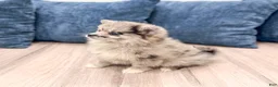 Pomeranian dogs for sale: Stormy - Ad 4