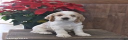 Cocker Spaniel dogs for sale: Happy - Ad 2