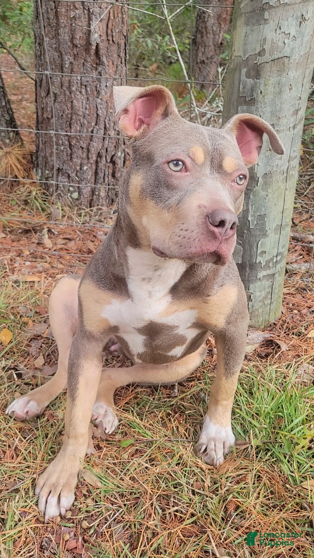 American Bully dogs for sale: Gal - Ad 12