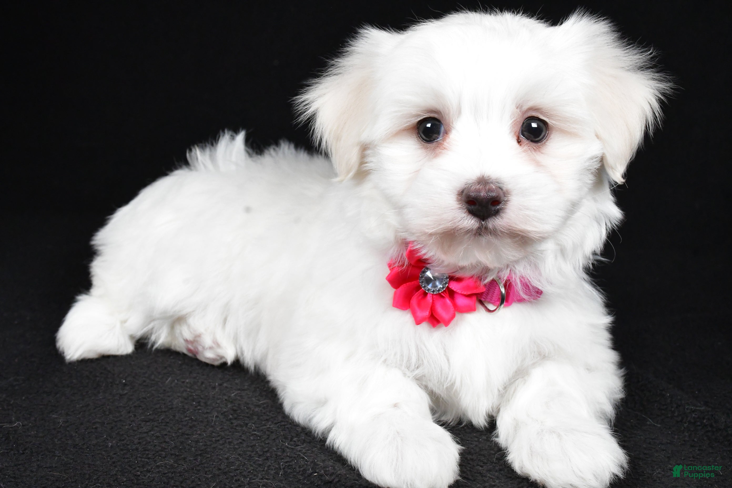 Maltese dogs Amy - Ad 28