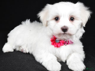Maltese dogs Amy - Ad 28