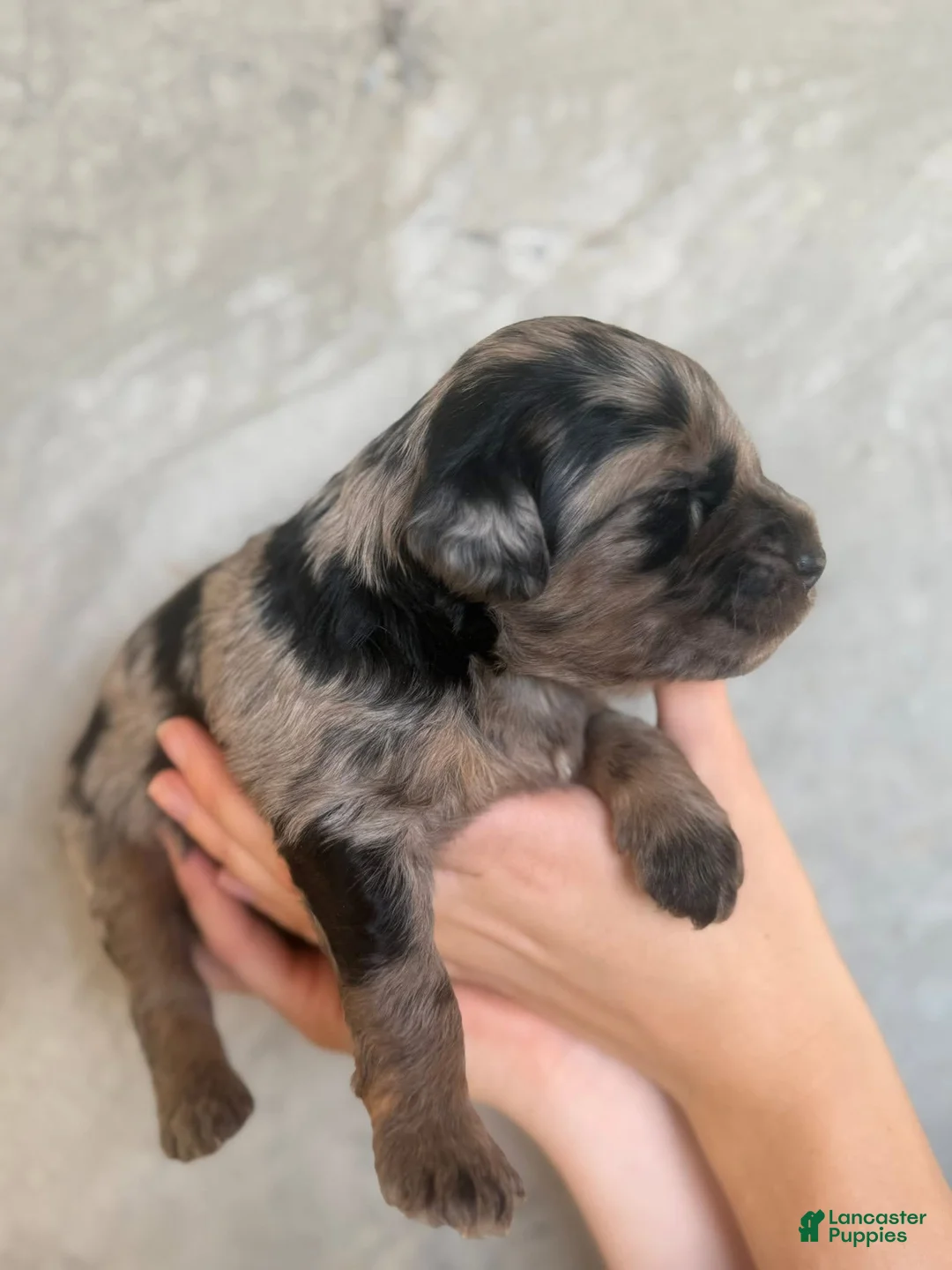 Goldendoodle dogs for sale: Pepper Jack - Ad 1