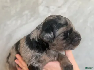 Goldendoodle dogs Pepper Jack - Ad 22