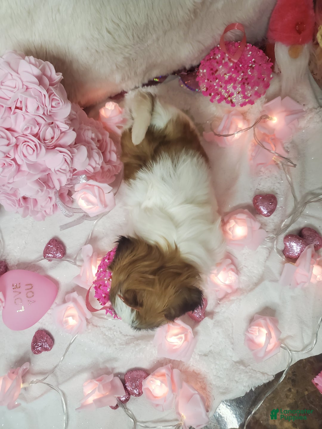 Shih Tzu dogs for sale: Shih Tzu Puppy 3 - Ad 2