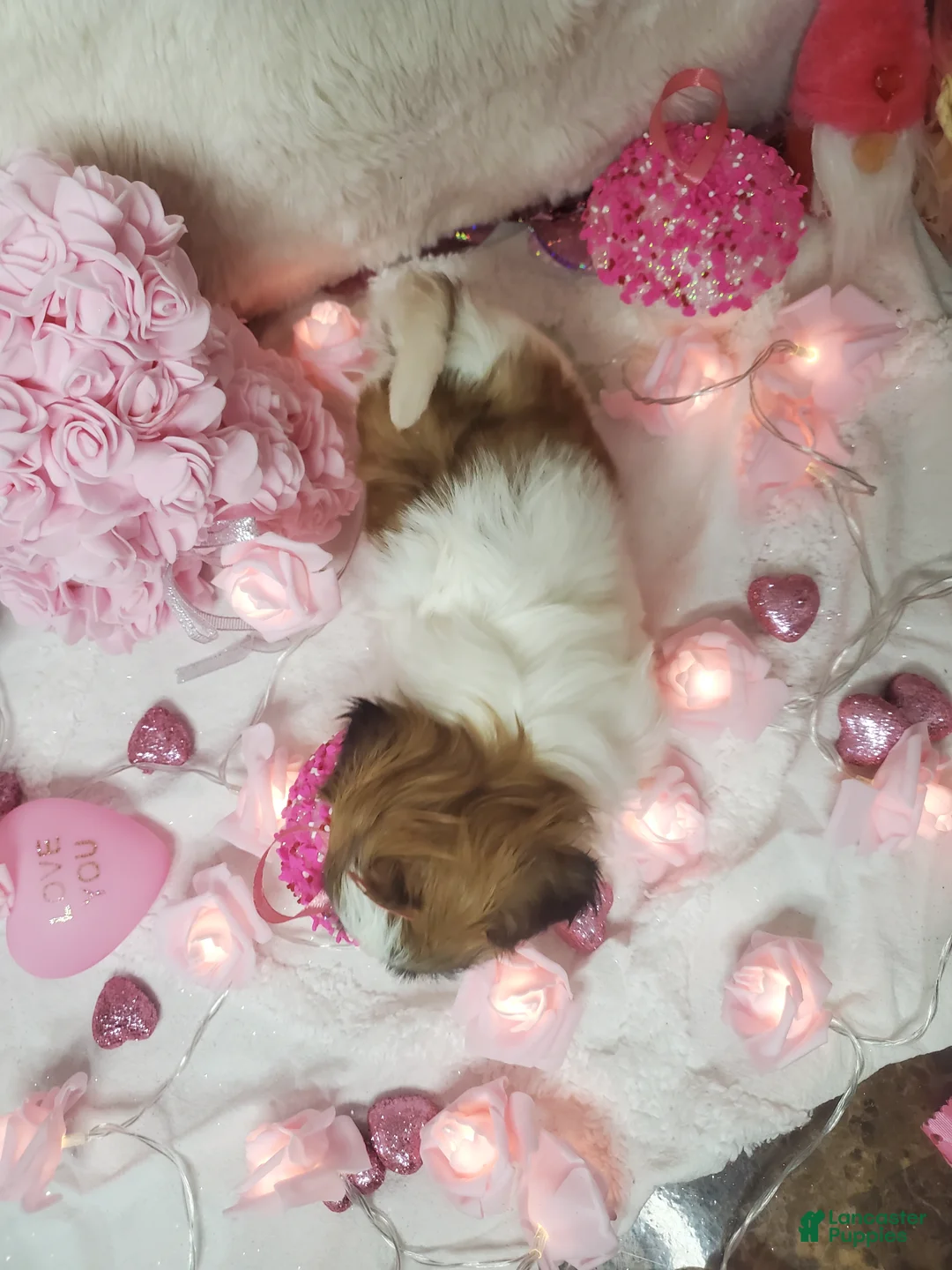 Shih Tzu dogs for sale: Shih Tzu Puppy 3 - Ad 2