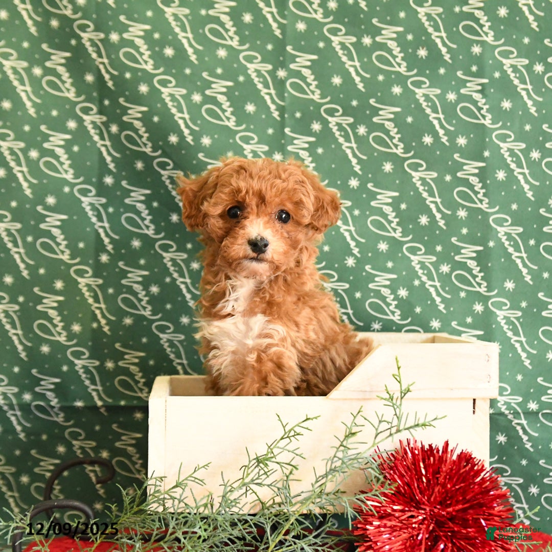 Toy Poodle dogs for sale: Ida - Ad 1