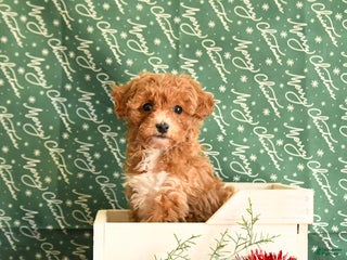 Toy Poodle dogs Ida - Ad 38