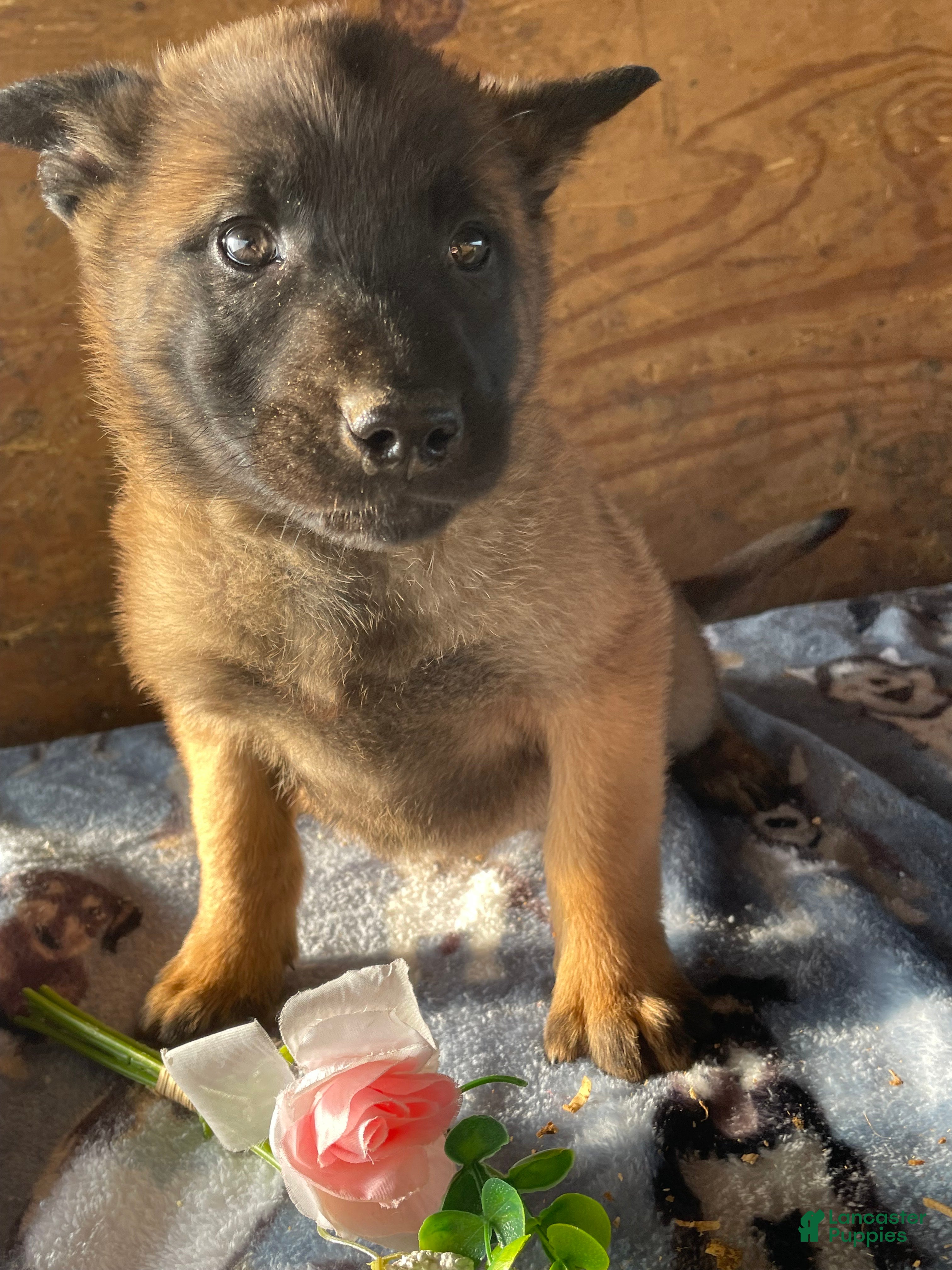 Belgian Malinois dogs Thor - Ad 40