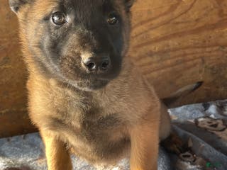 Belgian Malinois dogs Thor - Ad 34