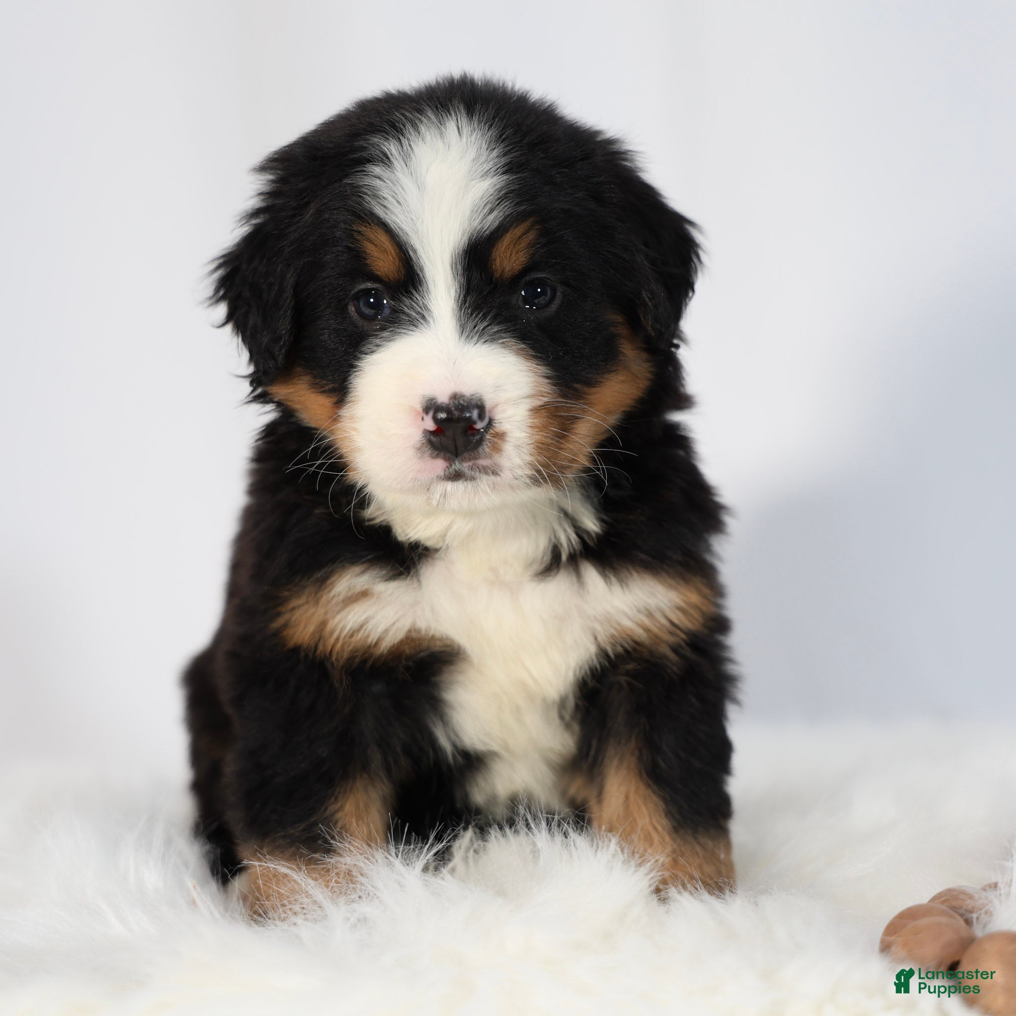 Bernese Mountain Dog dogs Rosie - Ad 2