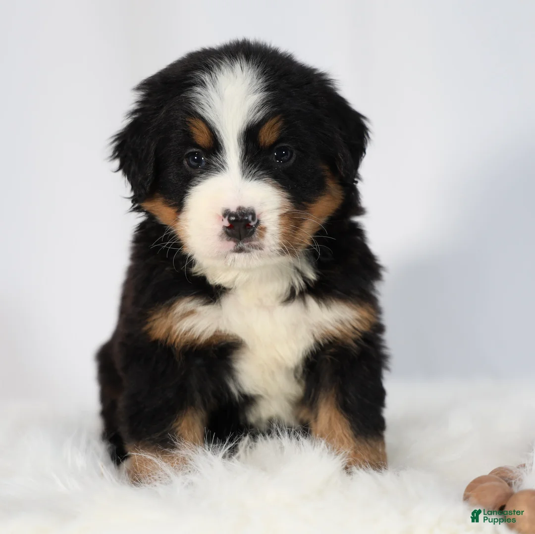 Bernese Mountain Dog dogs for sale: Rosie - Ad 2