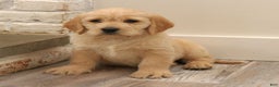 Mixed Breed dogs for sale: Avery  - Ad 1