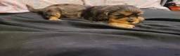 Cavalier King Charles Spaniel dogs for sale: Damon - Ad 4