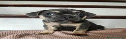 French Bulldog dogs for sale: Duke - Ad 5