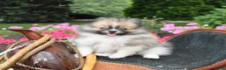 Pomeranian dogs for sale: Regina - Ad 2