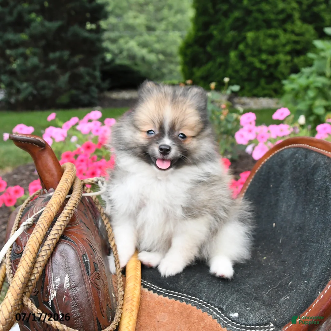 Pomeranian dogs for sale: Regina - Ad 2