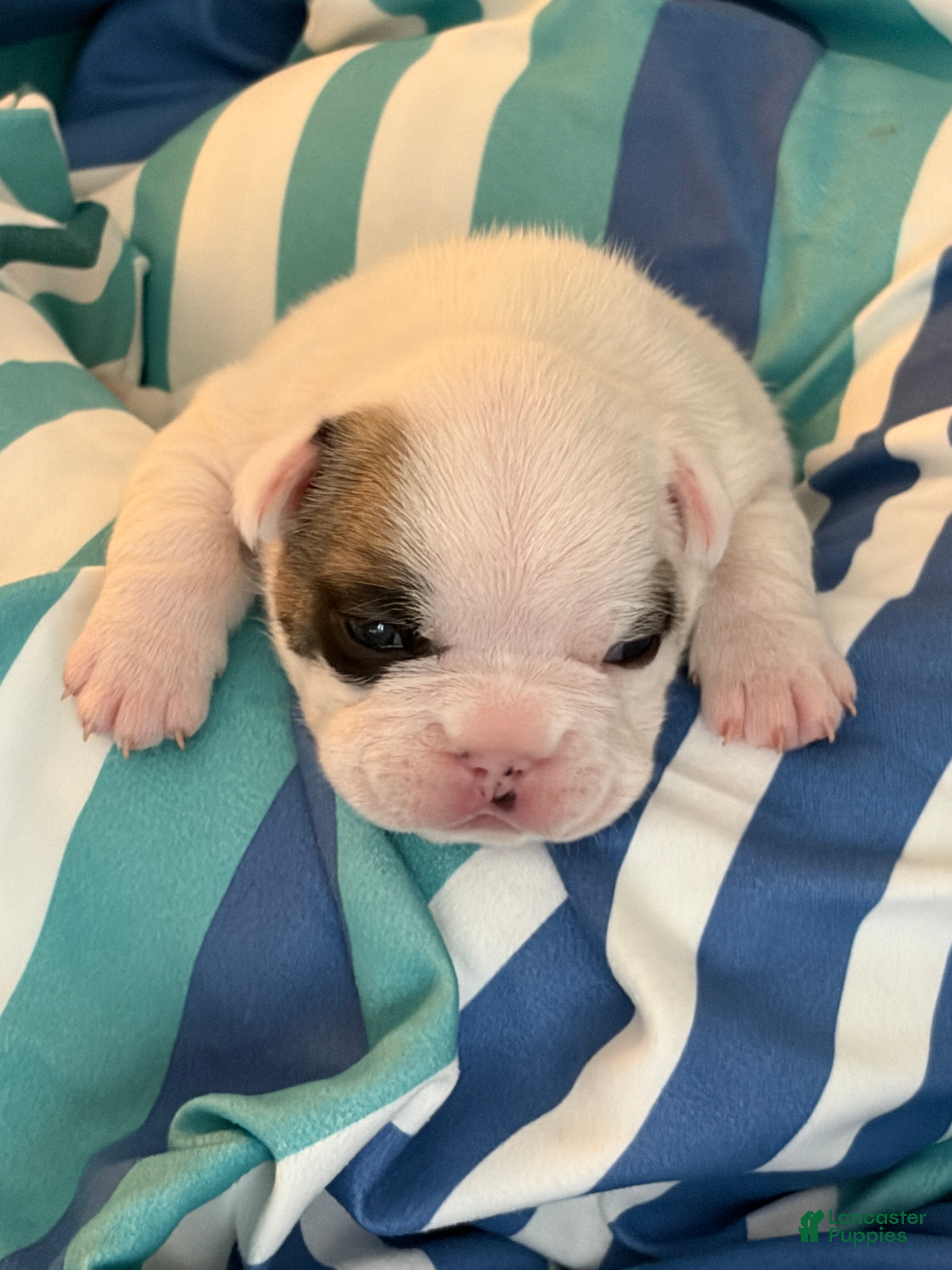 French Bulldog dogs Brutus - Ad 2