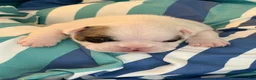 French Bulldog dogs for sale: Brutus - Ad 1