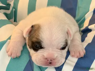 French Bulldog dogs Brutus - Ad 2