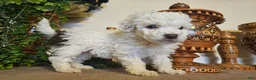 Mini Goldendoodle dogs for sale: Primrose  - Ad 5