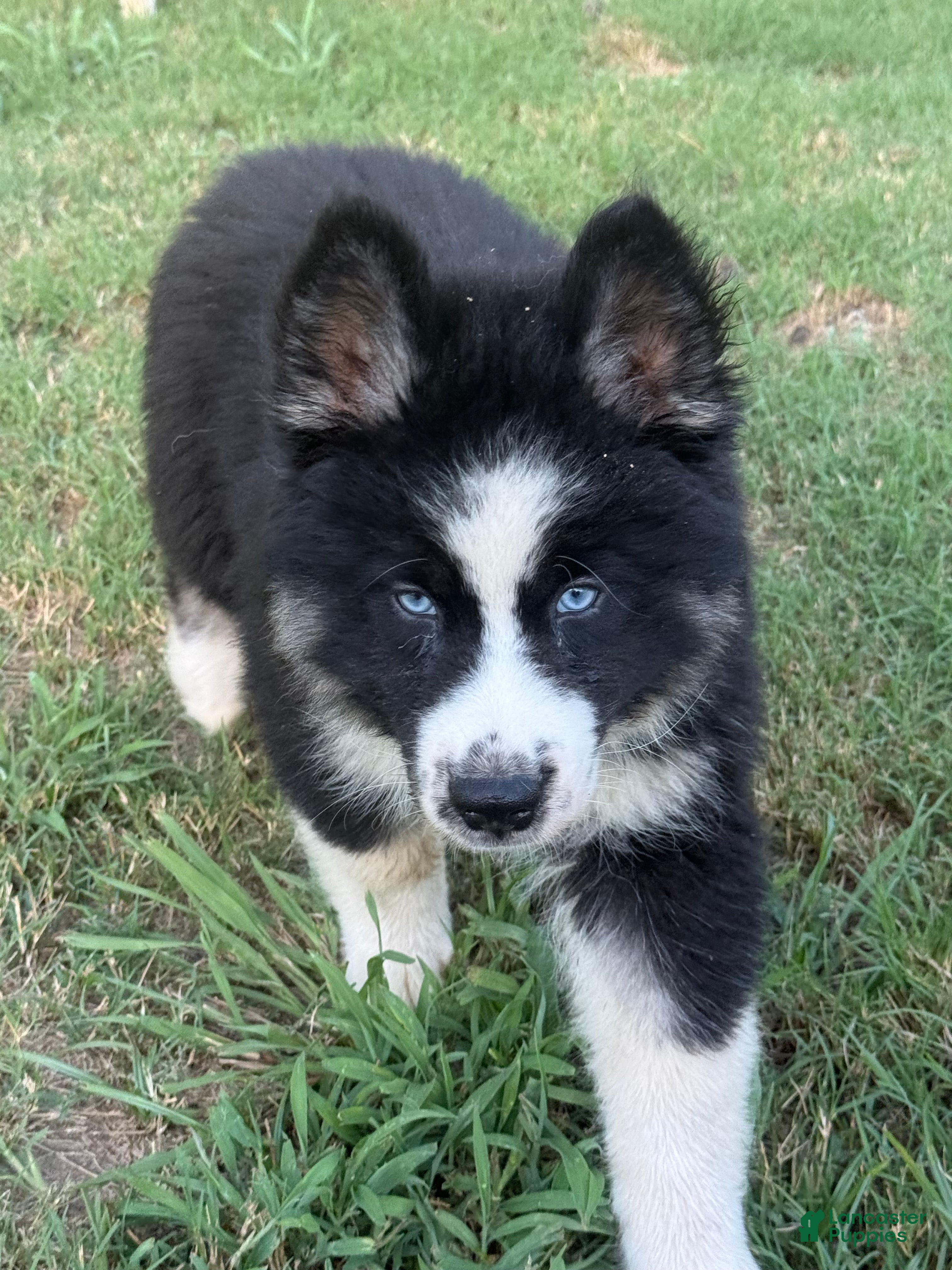 Gerberian Shepsky dogs Rip - Ad 1