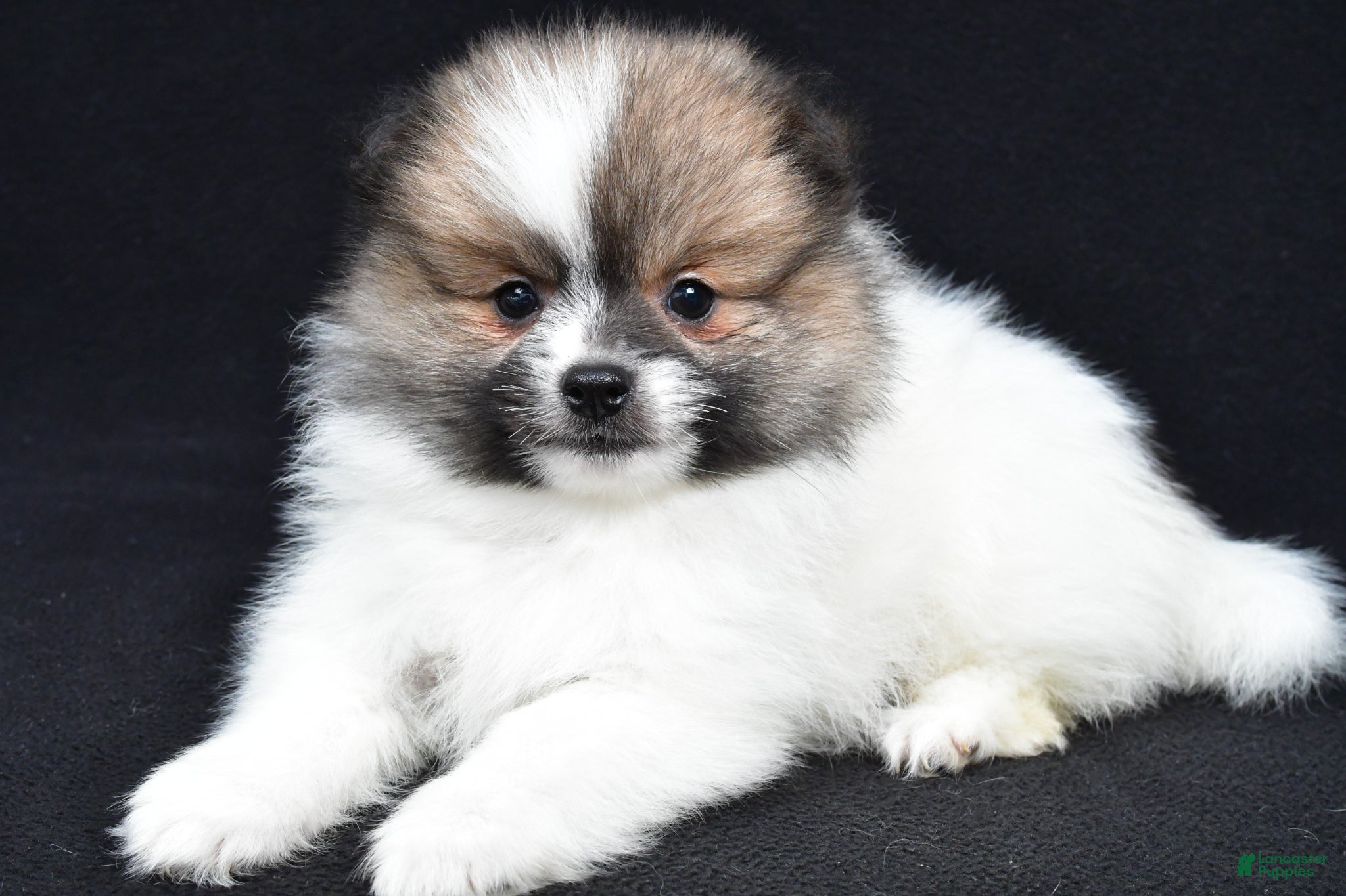 Pomeranian dogs Theo - Ad 1