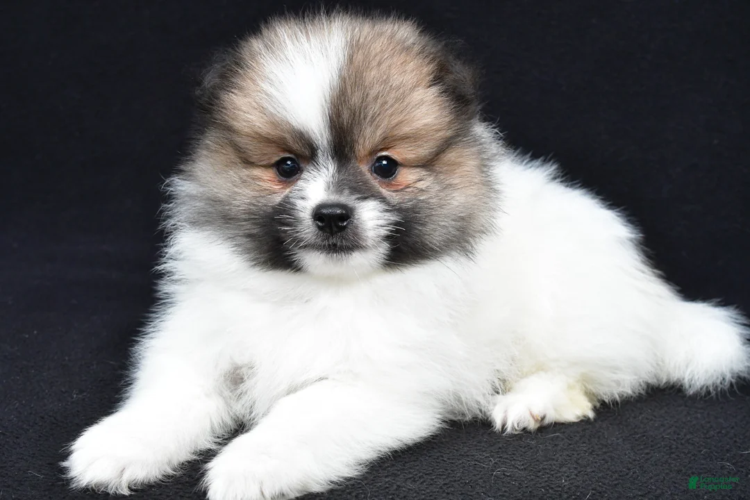 Pomeranian dogs for sale: Theo - Ad 1