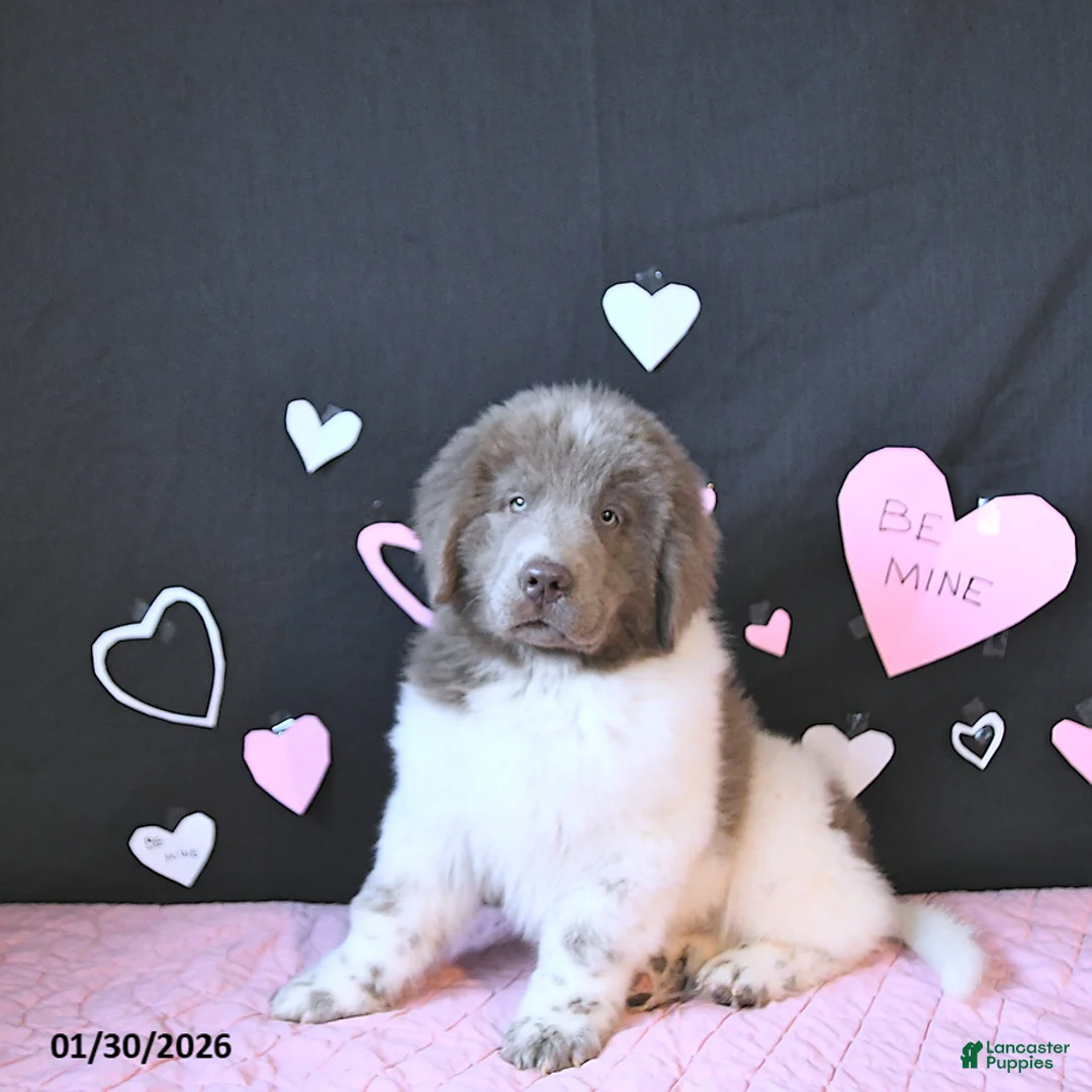 Newfoundland dogs for sale: Oliver - Ad 3