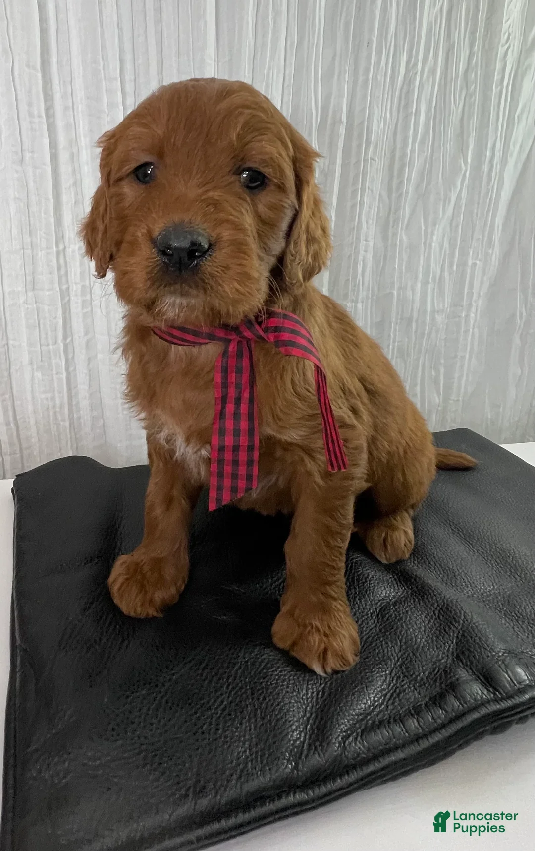 Goldendoodle dogs for sale: Kash - Ad 1
