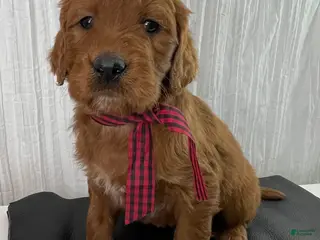 Goldendoodle dogs for sale: Kash - Ad 3