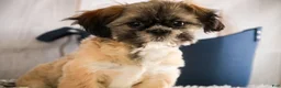 Shih Tzu dogs for sale: Shep - Ad 5