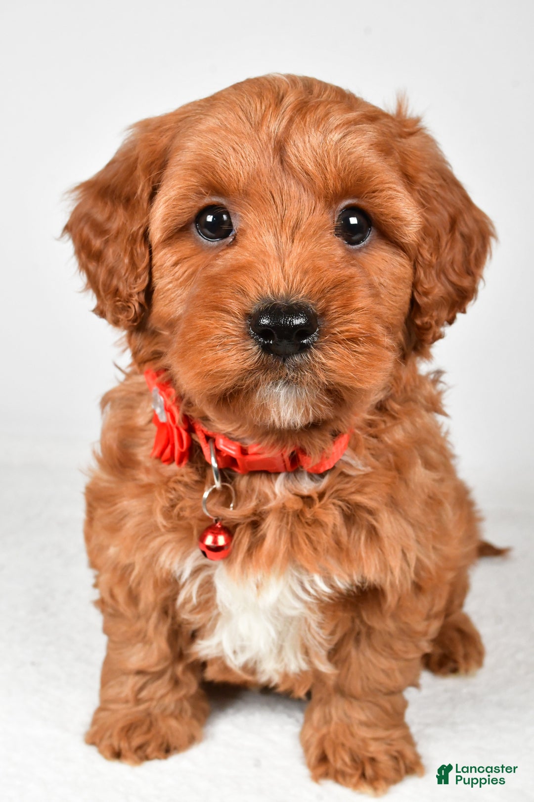 Cavapoo dogs for sale: Tyler - Ad 10